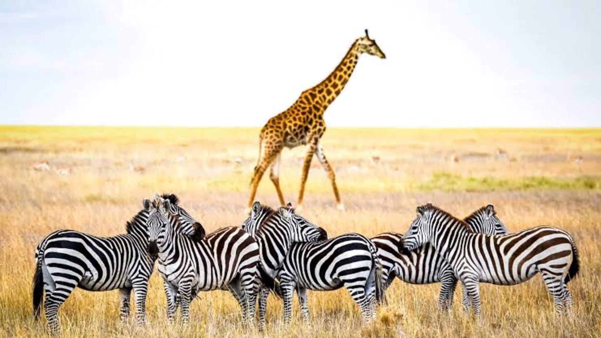 Serengeti Safari